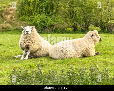 Due pecore lanugine che riposano su un pascolo verde nella campagna britannica con alberi e vegetazione sullo sfondo Foto Stock