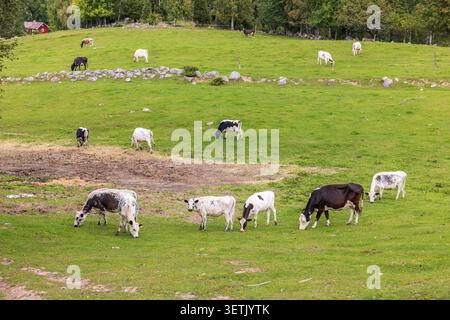 Pascolo di bovini da latte su un prato verde Foto Stock