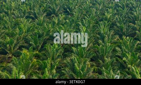 Vista aerea di una vasta piantagione di olio di palma con fitte palme verdi che coprono il paesaggio in Indonesia. Foto Stock