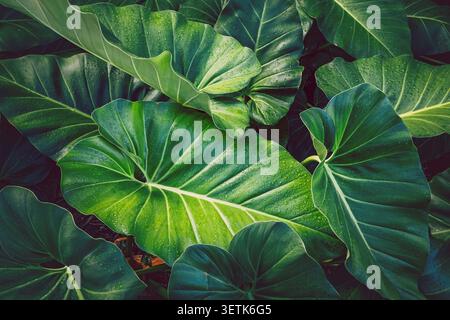 Foglie tropicali verdi e lussureggianti con gocce d'acqua Foto Stock