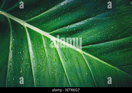 Struttura a foglia tropicale verde scuro con gocce d'acqua da vicino a Punta Cana, Repubblica Dominicana Foto Stock