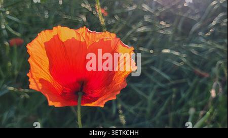 Esclusiva vista ad angolo basso di un Fiore papavero retroilluminato che si illumina al sole del mattino Foto Stock