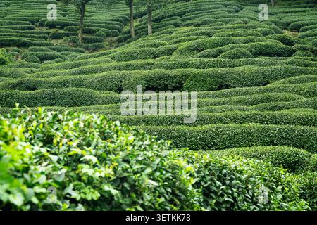 Fitte file di cespugli di tè che coprono le colline in una delle famose regioni di coltivazione del tè in Cina Foto Stock