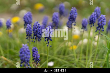 Gruppi di vivaci fiori di Giacinto d'uva blu che crescono all'aperto in una luce naturale soffusa Foto Stock