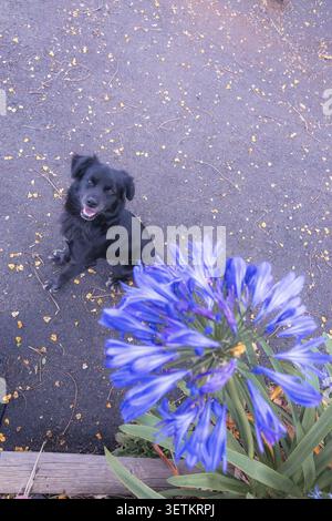 Adorabile cane nero seduto all'aperto e guardando in alto accanto ai fiori di agapanto viola in fiore. Giardino naturale con un animaletto giocoso e un vivace motivo floreale Foto Stock