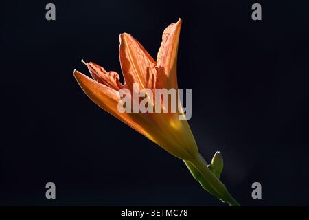 Un'arancia in fiore giorno retroilluminata su sfondo scuro con boccioli e delicati petali, vicino al piccolo fiume Danubio, Slovacchia Foto Stock