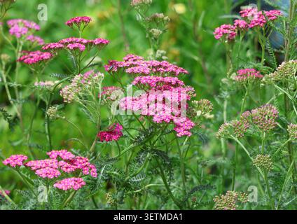 Achillea 'Colorado' in fiore durante l'estate. Foto Stock