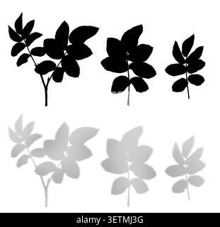 Sagome in foglia Rosehip e ombre morbide isolate su sfondo bianco. Effetto ombra naturale per design grafico, mockup e branding. Foto Stock