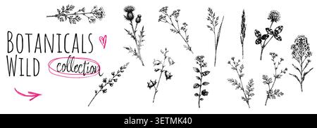 Collezione botanica vintage con incisioni di erbe selvatiche fiori erbe e piante da prato in monocromia. Illustrazione Vettoriale