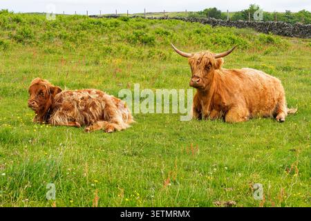 Una mucca delle Highlands e il suo vitello giacciono in un prato del Derbyshire sotto il sole estivo. Foto Stock