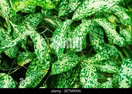 Sfondo full frame con foglie verdi variegate ricoperte da fitte macchie bianche Foto Stock