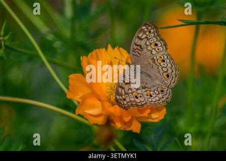 Una farfalla di pansia grigia su un fiore di cosmo arancione. Fotografato nella parte occidentale di Singapore. Immagine ravvicinata. Foto Stock