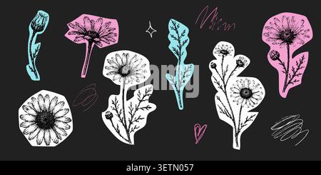 Collezione vintage di margherite botaniche con fiori selvatici piante da prato ed elementi floreali in stile Distressed disegnato a mano per il packaging del marchio Illustrazione Vettoriale