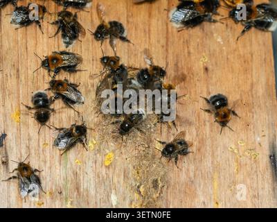 Colonia di bumblebee, Bombus hypnorum, in una scatola per uccelli da giardino. Le api maschili e operaie si muovono all'ingresso per raffreddare il nido. Foto Stock