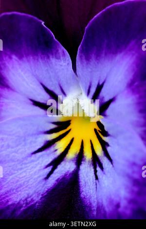 Una macro fotografia di una pansia viola (Viola Wittrockiana) scattata in un giardino domestico a Nottingham nel Regno Unito. Foto Stock