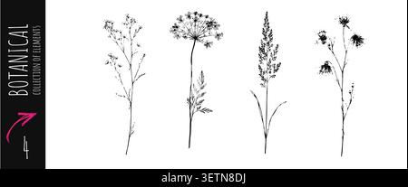 Collezione vintage di fiori selvatici botanici con piante da prato erbe delicati elementi floreali e illustrazioni naturali disegnate a mano per il branding pack Illustrazione Vettoriale