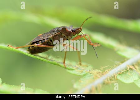 Shieldbug dalle zampe rosse (Pentatoma rufipes) su fronde di felce nella betulla nativa, Sutherland, Scozia, settembre Foto Stock