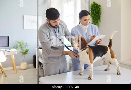 Veterinari che esaminano il cane beagle con stetoscopio durante il check-up in clinica per animali domestici Foto Stock