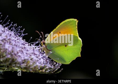 Comune farfalla Brimstone arroccata su un fiore selvatico a font del Hortet ad Alcoy, Spagna Foto Stock