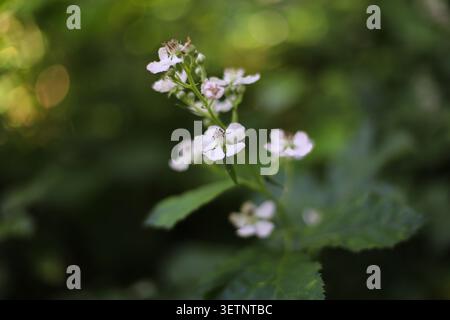 Fiore di mora selvatica in fiore da vicino Foto Stock