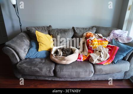 Gatto dormiente in un comodo letto sul divano grigio circondato da una lavanderia colorata a casa Foto Stock