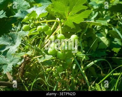 Giovane grappolo di uve verdi accresciute su una vite, primo piano di uve da vino coltivate circondate da foglie lussureggianti e erba selvatica. Foto Stock