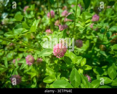 Api mellifere che raccolgono nettare su un fiore di trifoglio rosso, primo piano di un trifolium pratense rosa impollinante di api mellifere in un prato soleggiato. Foto Stock