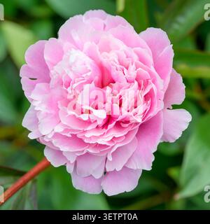 Testa di fiore rosa peonia in fiore, Scozia, Regno Unito Foto Stock