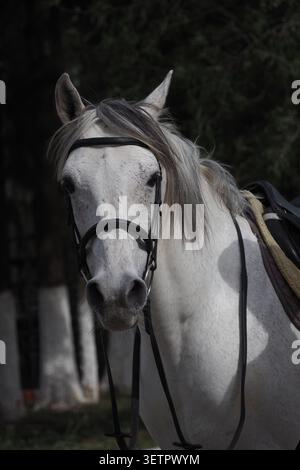 Ritratto frontale di uno stallone bianco con sfondo scuro in contrasto Un bellissimo ritratto con vista frontale di un maestoso cavallo bianco che indossa un halter Foto Stock