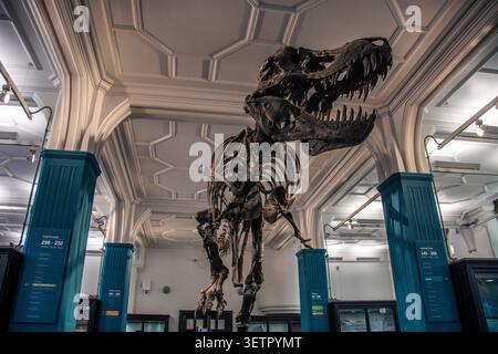 Stan il Tyrannosaurus rex, in Fossils and Dinosaur Gallery Foto Stock
