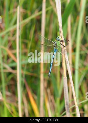 Imperatore Dragongfly Anax imperatore, Wicken Fen, Cambridgeshire, Regno Unito Foto Stock