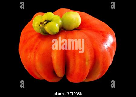 Questa immagine mostra un pomodoro maturo il pomodoro è di colore rosso intenso e ha piccole radici verdi sulla parte superiore. Questa immagine mostra un pomodoro maturo con un pomodoro irregolare Foto Stock