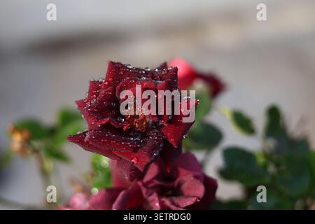 Macro di una rosa marrone scuro in piena fioritura, ricoperta di gocce di rugiada mattutina cristalline. Foto Stock
