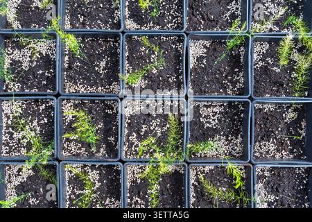 Giovani piantine di asparagi che crescono in piccoli vasi di plastica quadrati per vivaio commerciale Foto Stock