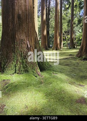 Pavimento boschivo coperto di muschio con alti tronchi d'albero in un ambiente tranquillo e naturale, Parque Forestal, Santa Maria, Azzorre, alberi, foresta con pino alto t Foto Stock
