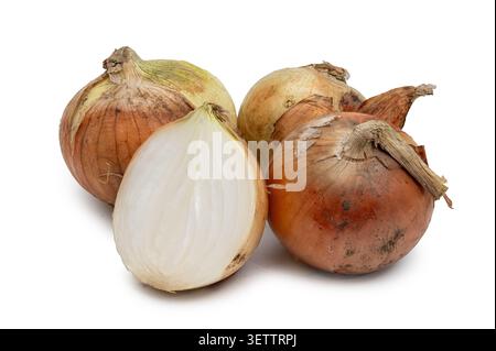 Gruppo di cipolle fresche con sezione tagliata a metà isolato su sfondo bianco Foto Stock