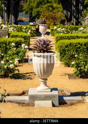 Vaso decorativo e succulento nel soleggiato passaggio pedonale del giardino, che mostra piantagioni ornamentali e un design formale del paesaggio. Foto Stock