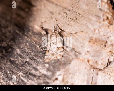 Foto macro di muschio mimetizzato su legno che mostra un modello dettagliato e un mimetismo naturale nell'habitat ideale per argomenti di biodiversità ed entomologia Foto Stock