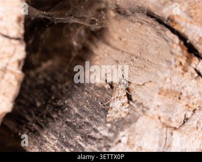 Foto macro di muschio mimetizzato su legno che mostra un modello dettagliato e un mimetismo naturale nell'habitat ideale per argomenti di biodiversità ed entomologia Foto Stock