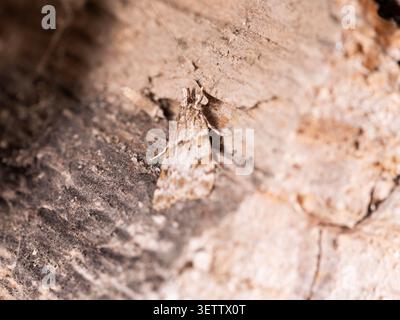 Foto macro di muschio mimetizzato su legno che mostra un modello dettagliato e un mimetismo naturale nell'habitat ideale per argomenti di biodiversità ed entomologia Foto Stock