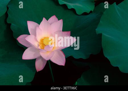 Fiore di loto rosa che fiorisce tra grandi foglie verdi su sfondo scuro Foto Stock