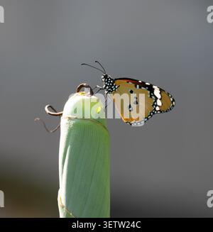 Farfalla tigre pianura (Danaus chrysippus) Foto Stock