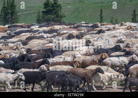 Un grande gregge di pecore domestiche, di colore variabile dal bianco al marrone al nero, pascolano su una lussureggiante prateria verde ad alta quota nel mou del Kirghizistan Foto Stock