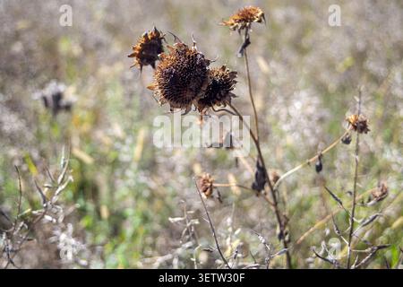 Macina di teste di cardo secche e appassite sui gambi in un prato durante la fine dell'estate o l'autunno. Foto Stock