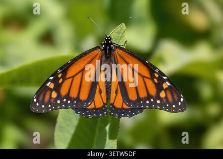 Ritratto dritto in basso al centro di una farfalla monarchica, ali completamente sparse, arroccate su una foglia verde. Elizabeth F. Gamble Garden, contea di Santa Clara, Foto Stock