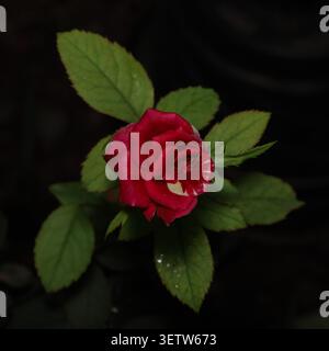 Una bellissima rosa rossa in miniatura con un tocco di bianco, su uno sfondo scuro e umido con foglie verdi nitide, che cattura dettagli eleganti. Foto Stock