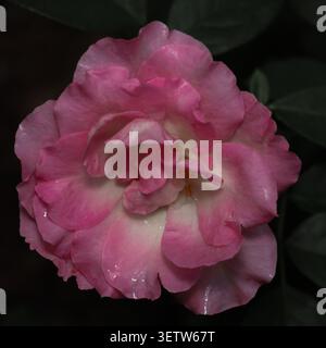 Un'elegante foto a fuoco morbido di una rosa rosa e bianca delicata in piena fioritura, che cattura i petali a strati e le delicate transizioni di colore. Foto Stock