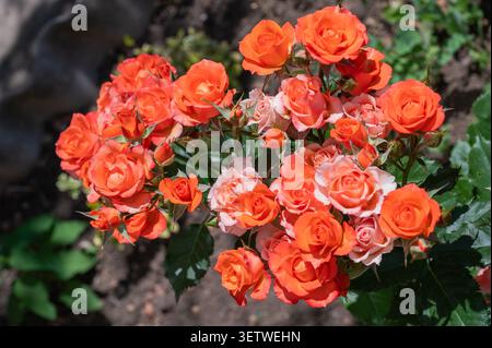 Gruppo di rose in miniatura arancioni in fiore Foto Stock