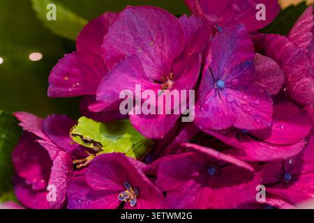Rana degli alberi Giapponese nascosta tra i vibranti fiori di ortensia rosa ricoperti di gocce di pioggia, natura all'inizio dell'estate in Giappone Foto Stock