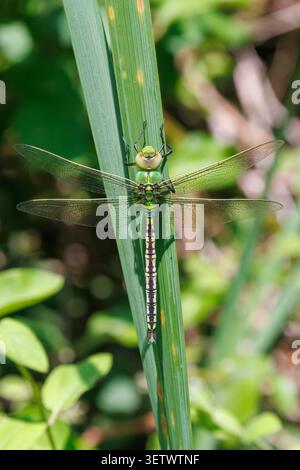 Emperor Dragonfly (Anax imperator) appoggiato su una foglia di pianta, Sussex, Regno Unito Foto Stock